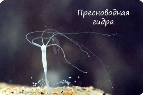 Kraken адрес